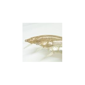 High-brightness pigments / Polarizing pigments "Metashine"