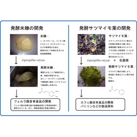 微生物を利用した医薬品・食品の製造プロセス開発