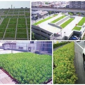 Green and lush rooftop greening with a total cost that is low, using the evergreen Kiri grass bag method.