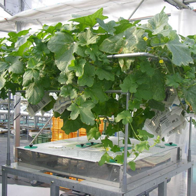 Cultivation System "Machida-style Hydroponic Cultivation Tank"