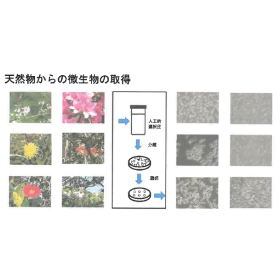 Exploration of microorganisms <Exploration of microorganisms and enzymes from special environments>