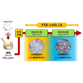 脂質代謝研究用の新鮮ヒト肝細胞『PXB-cells LA』