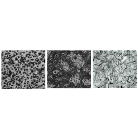 Living-type automatic molding line (KDM) and organic self-hardening manufacturing line (FP)