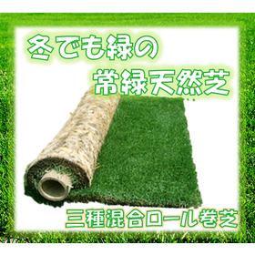 Evergreen Western turf 'Three-Variety Mixed Roll Turf' even in winter *Case study collection available