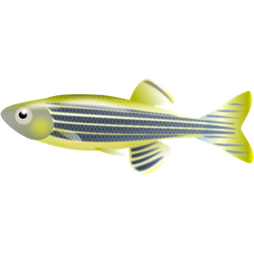 Live Fish Transport Service