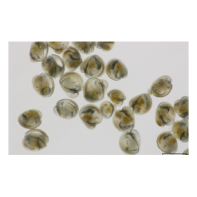 Support for natural seedling collection: Oyster farming seedling support app "Oyster Navi"