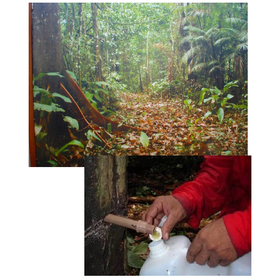 Characteristics of Copaiba Oil from Plant-Derived Essential Oils