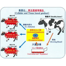 免疫機能を強化し感染症を予防する特許技術