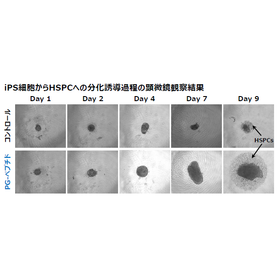 iPS細胞からNKT細胞への分化誘導