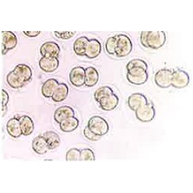 Contracted service "Microbiological Cleaning (SPFization)"