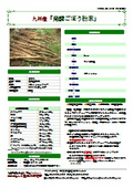 Fermented burdock powder raw material brochure
