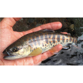 japan trout market.jpg