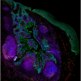 Invitrogen EVOS S1000 Spatial Imaging Systemで取得した画像例