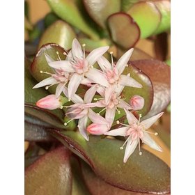 金のなる木の花