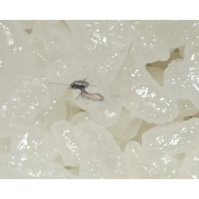 食品上に虫の画像を生成することもできます。