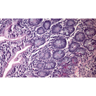 先端医療の診断や治療には、ハイエンドの画像技術が必須です。それにはJAIのカメラが最適です。
