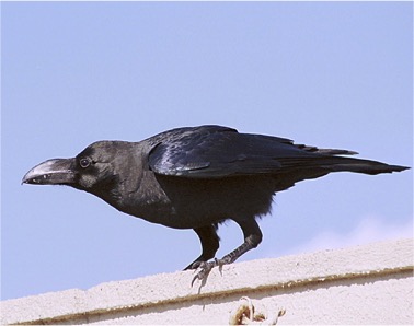 【基礎知識】カラスについての知識 プロテクト | イプロスものづくり