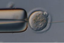 無菌化マウス　受託飼育サービス