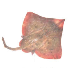 原料『ナチュラルシアル酸GPSM』