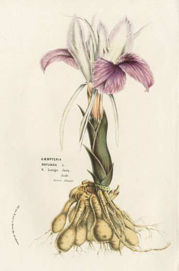 [サンプル提供可能]　バンガジュツ粉末