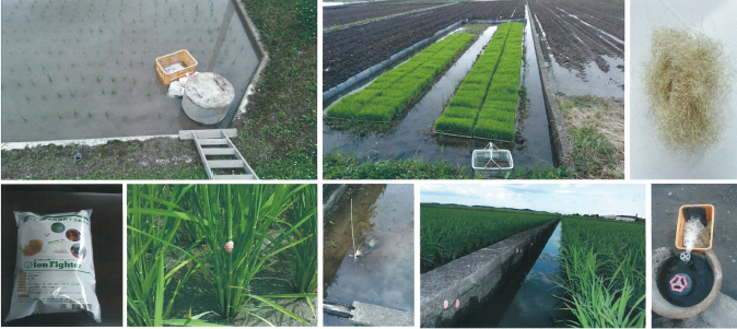 ジャンボタニシ対策『ION Fighter』