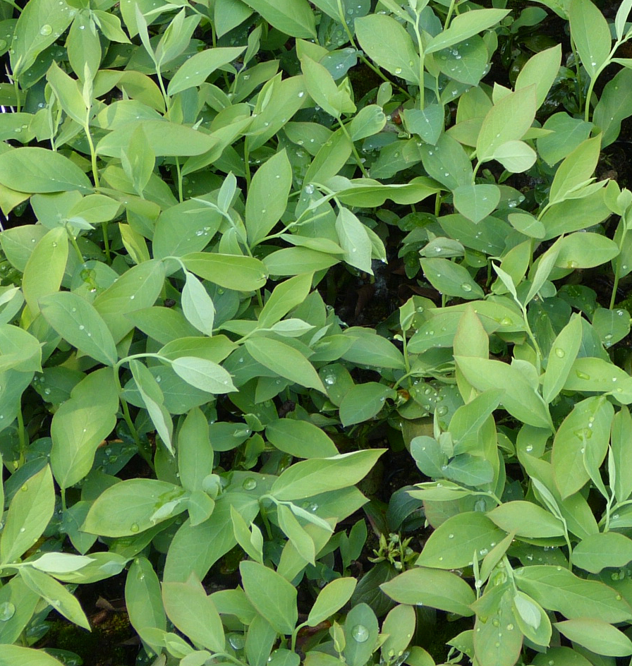 ブルーベリー葉粉末