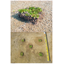 Lawn "Flower Mat Ripea (Dichondra repens) Piece"