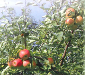 食品用　ディアナフード社　リンゴポリフェノール 『アップリン』