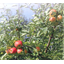 Diana Food Company Apple Polyphenol "Upurin" for Food Use