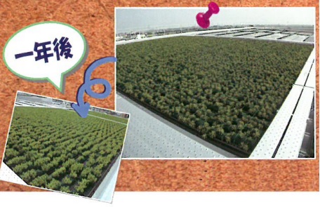 地球にやさしく、お財布にやさしい『屋上緑化』