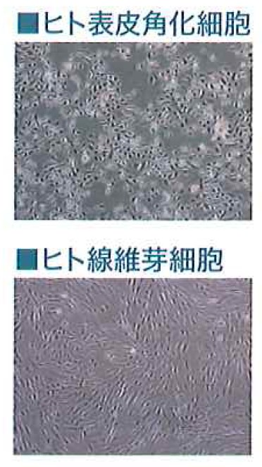 皮膚細胞関連業務