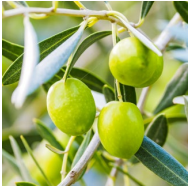 オーガニックオイルシリーズ