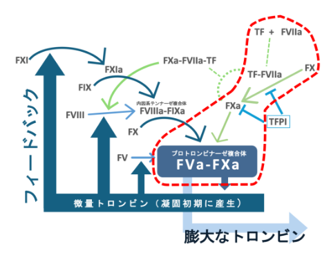 高感度トロンビン産生試験SMAT-TFキット