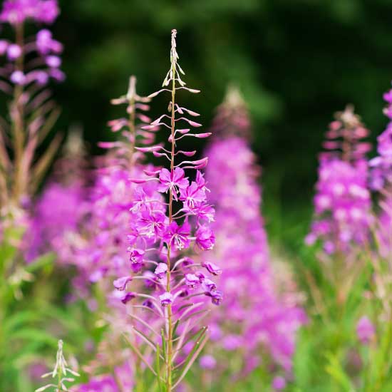 独自素材「ヤナギランエキス末(ENOTprost)」