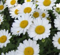 素材『菊の花エキス』