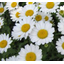 Material "Chrysanthemum Flower Extract"
