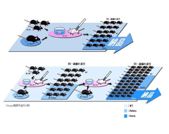 体外受精による研究支援サービス