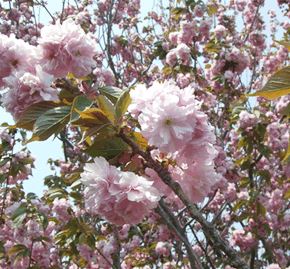 素材『桜の花エキス』