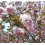 Material "Cherry Blossom Extract"
