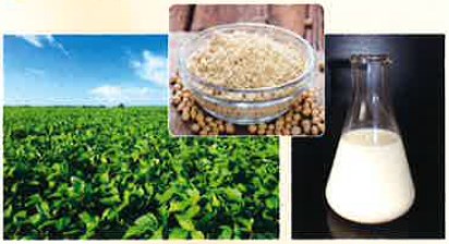 乳酸菌生産物質とは