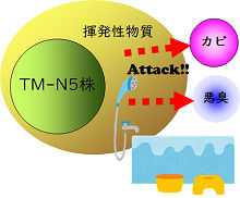 抗菌消臭能力を持つ｢TM-N5株｣