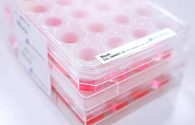 安定発現細胞『トランスポーター培養細胞プレート』