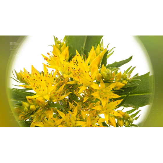 rhodiola-3_-nutraceuticals-hero-a-prodotto-lg.jpg