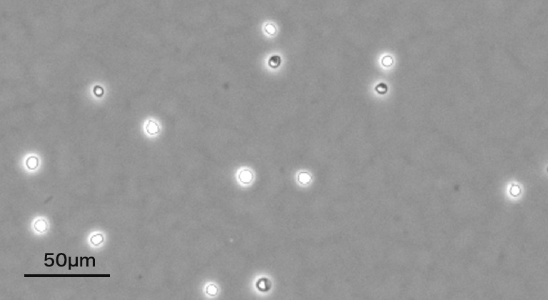 マウス白血球（研究用）