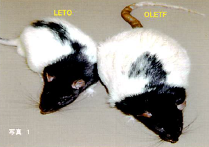 2型糖尿病モデルラット『OLETF』