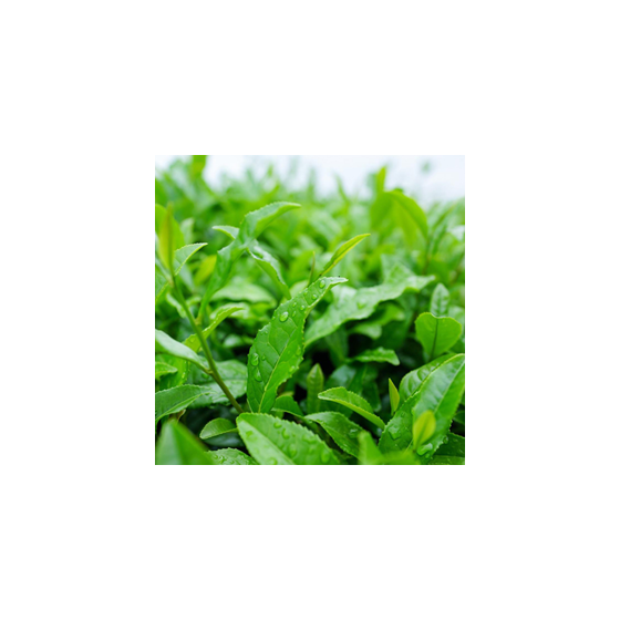 greedtea_280^280.png