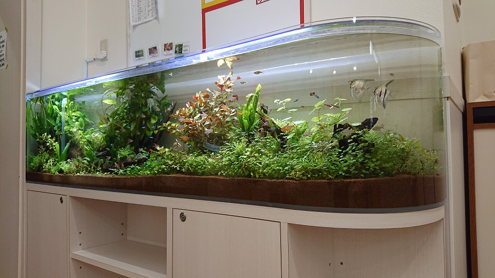 【利用事例】熱帯魚水槽　※オーダーメイド施工可