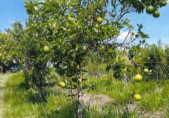 天然抗菌剤『D-10』