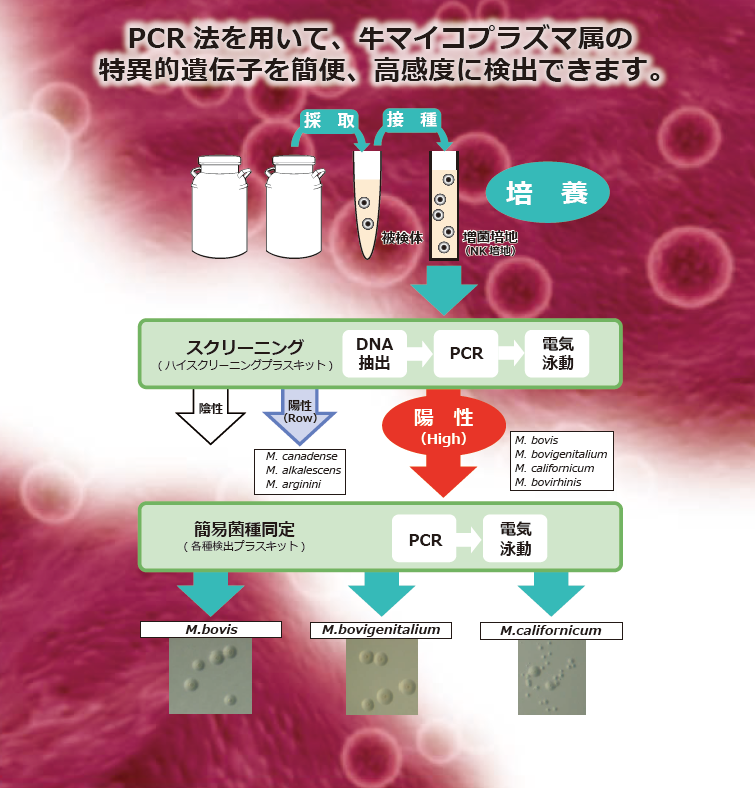 PCRキット『シカジーニアス　牛マイコプラズマシリーズ』