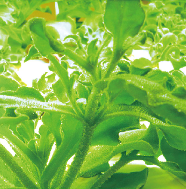 植物工場ストレス栽培技術「ストレス負荷栽培生産」